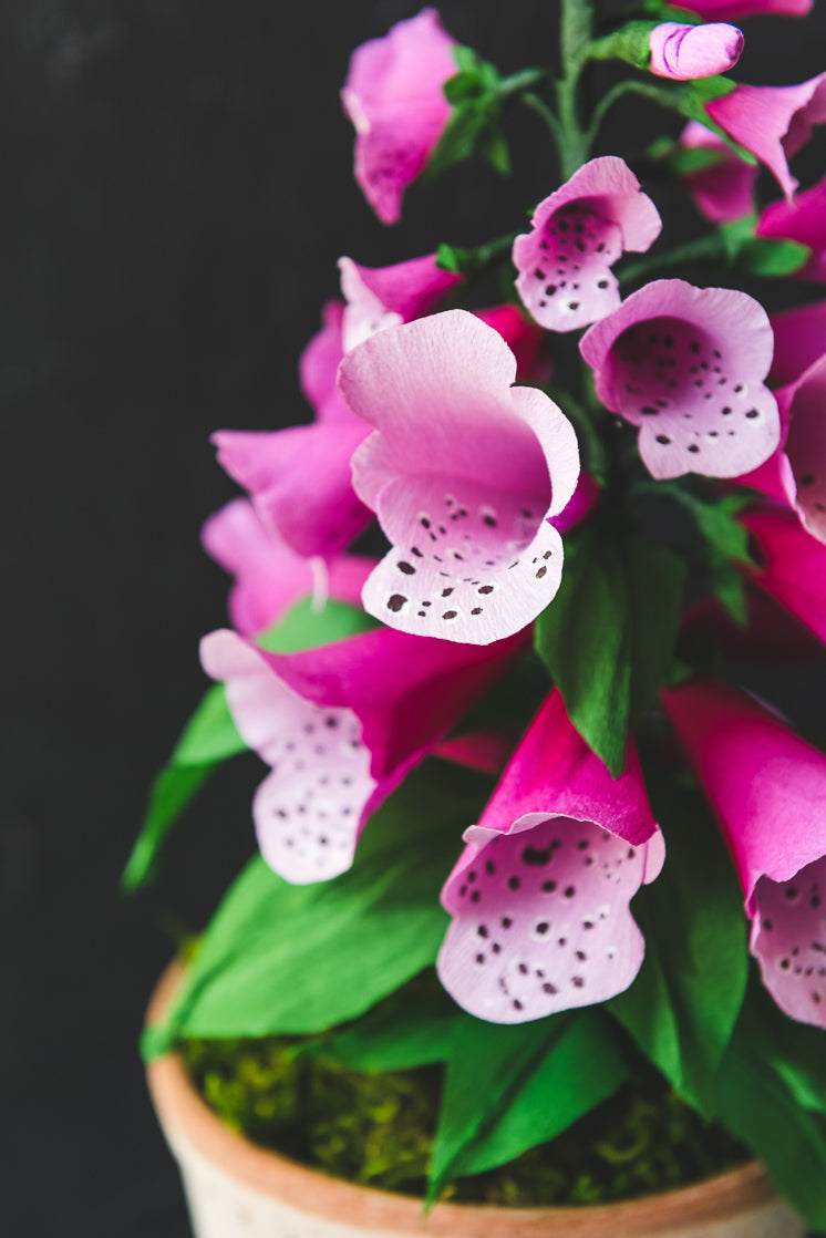 Paper Foxglove, PDF Template