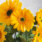 Paper Sunflower, PDF Template