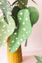 Polka Dot Plant (Begonia Maculata), PDF Template