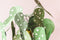 Polka Dot Plant (Begonia Maculata), PDF Template