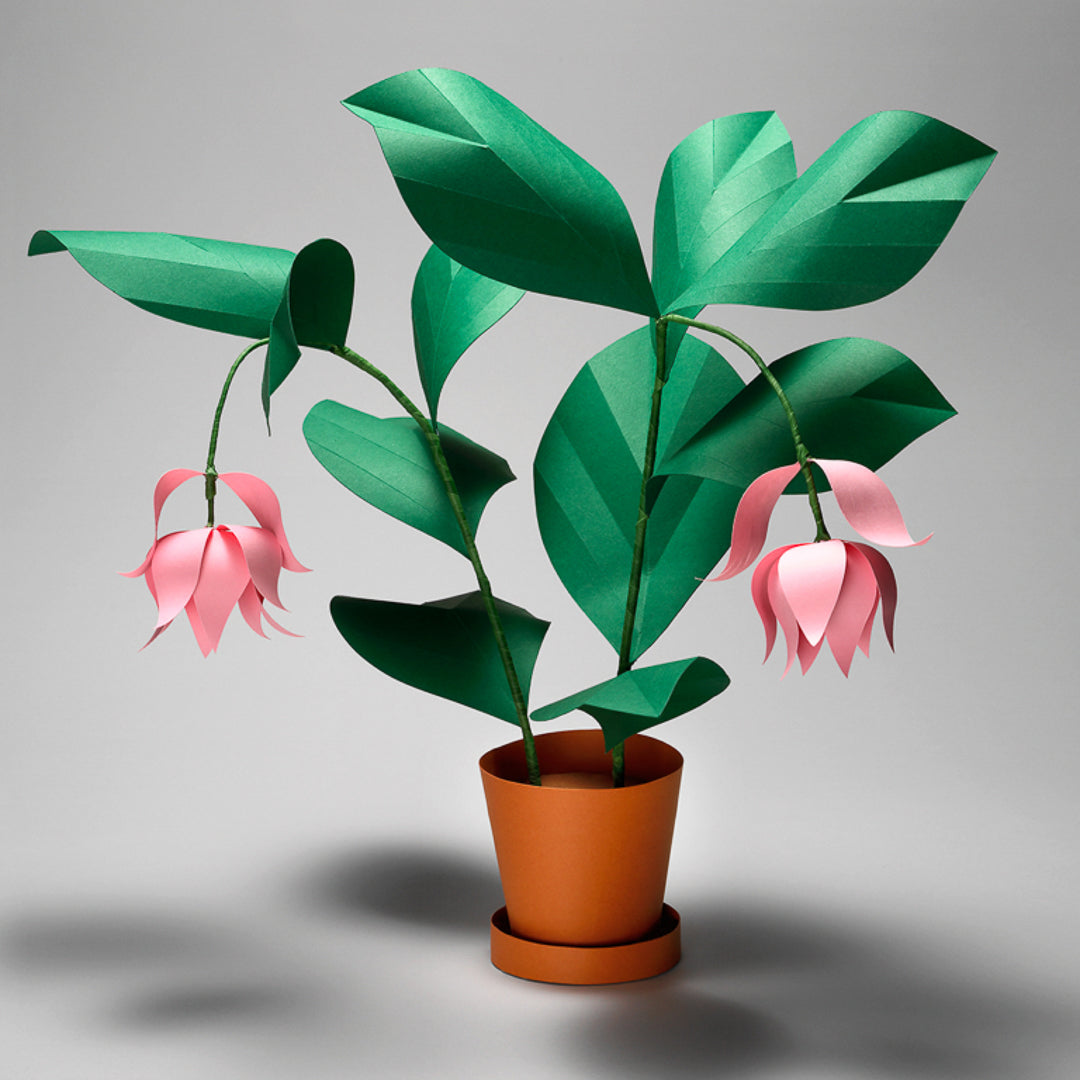 Medinilla Plant, Free PDF Template