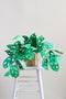 Paper House Plants, E-Book